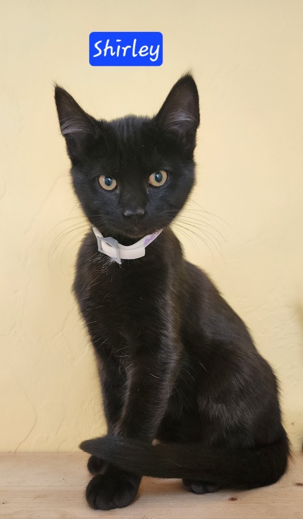 Shirley, an adoptable Domestic Short Hair in Gold Beach, OR, 97444 | Photo Image 1