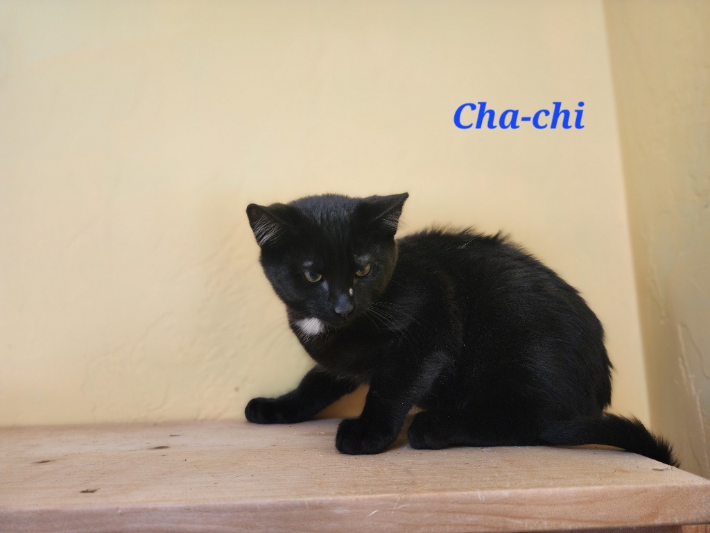 Cha Cha, an adoptable Domestic Short Hair in Gold Beach, OR, 97444 | Photo Image 1