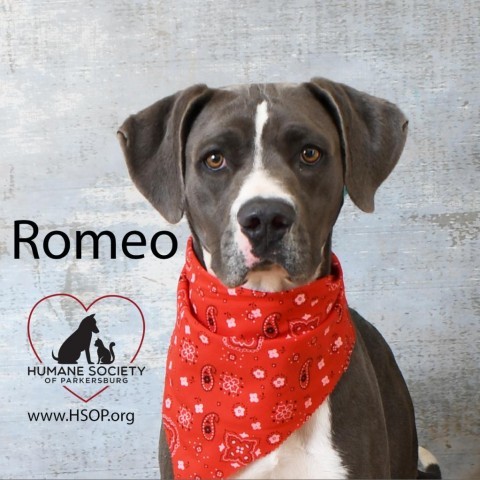 Romeo