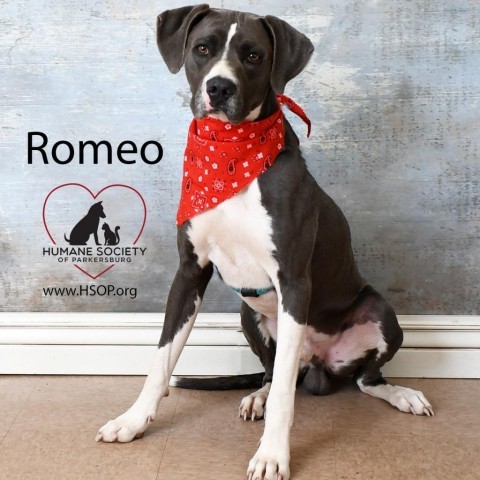 Romeo 2