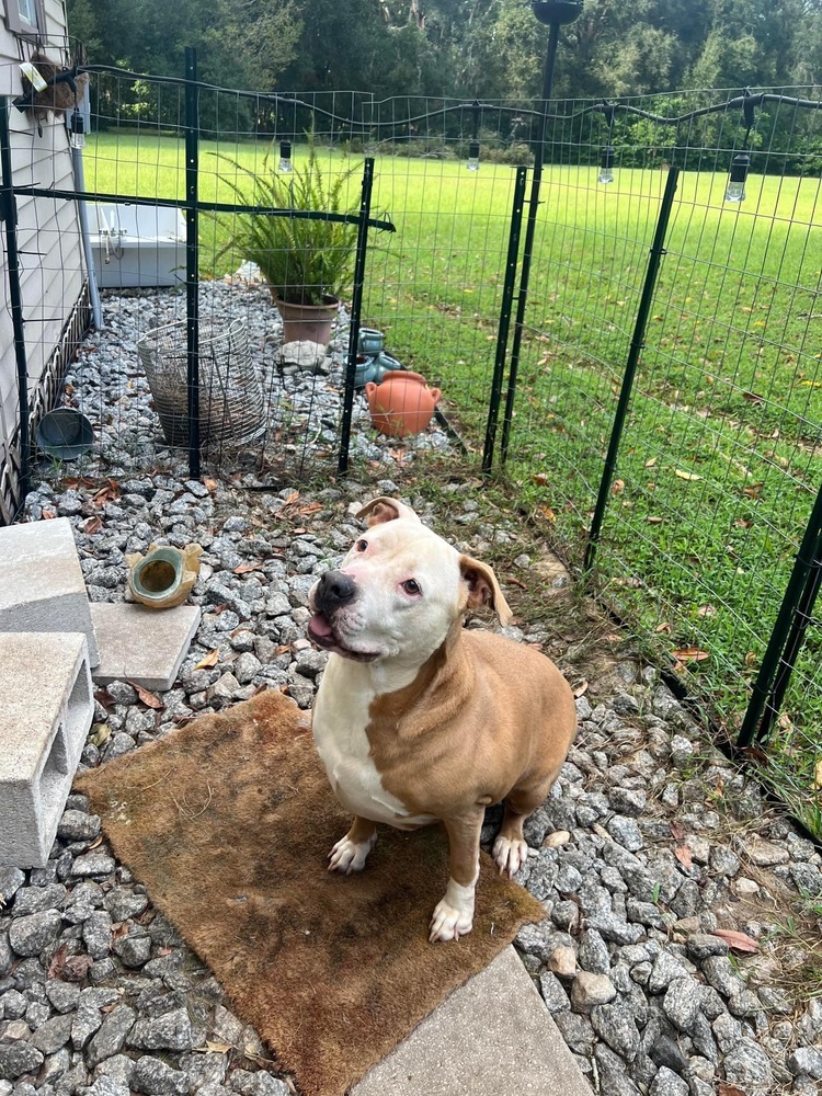 Ava