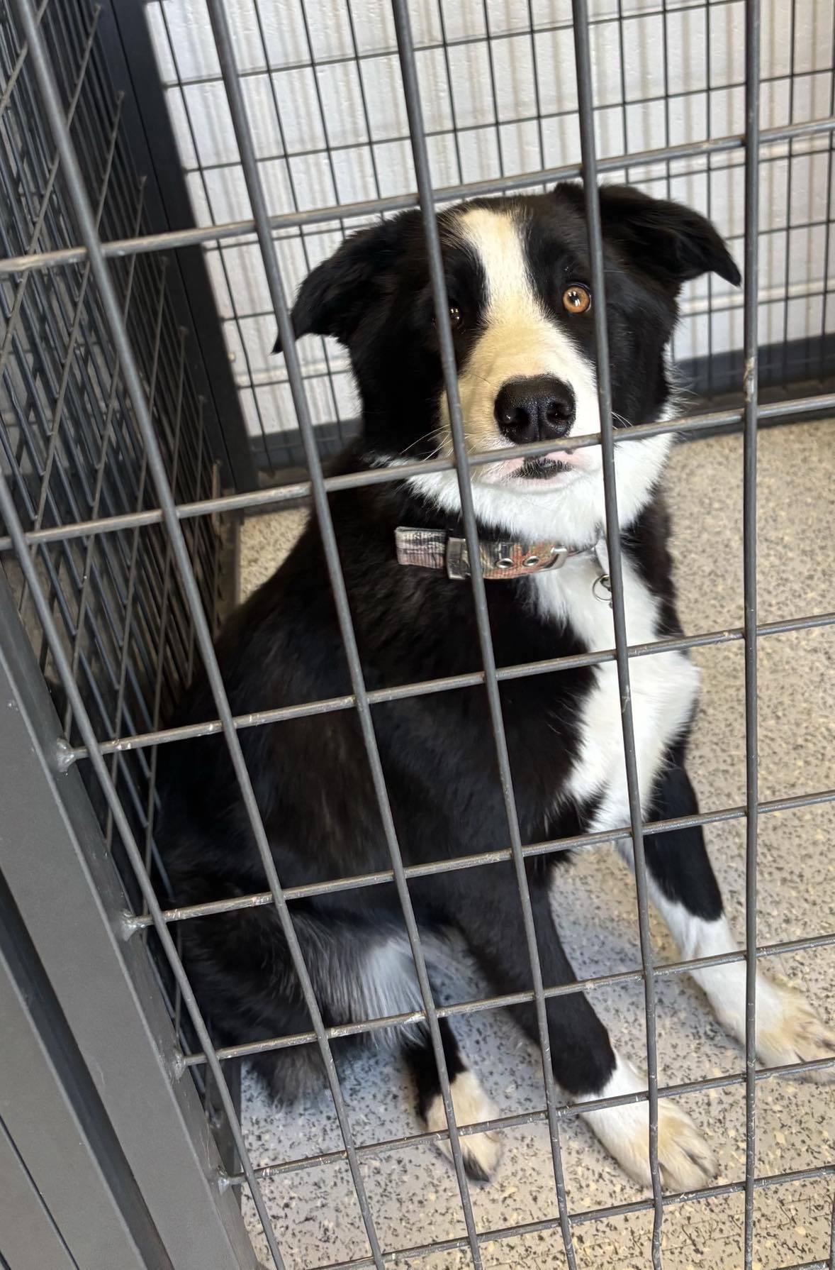 Dog for adoption Peter Quill, a Cattle Dog Mix in Caldwell, ID