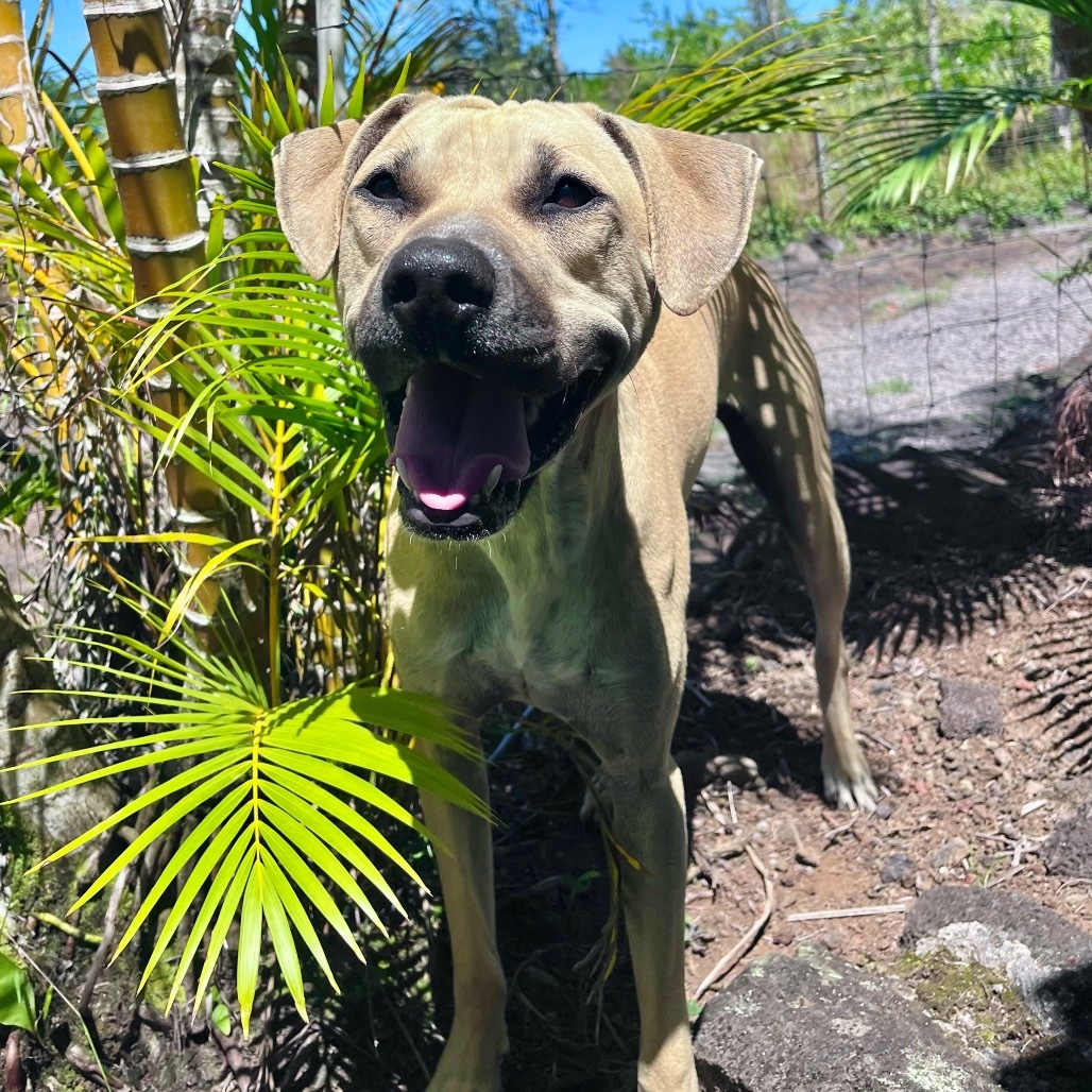 Wilson, an adoptable Mixed Breed in Keaau, HI, 96749 | Photo Image 1