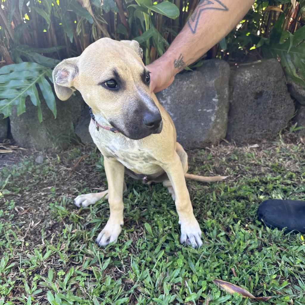 Wilson: AIR-Stray-ai640_2, an adoptable Mixed Breed in Keaau, HI, 96749 | Photo Image 2