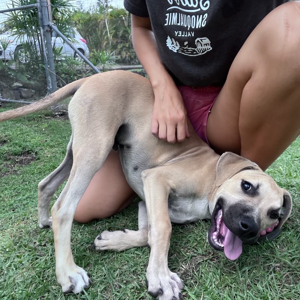 Wilson: AIR-Stray-ai640_2, an adoptable Mixed Breed in Keaau, HI, 96749 | Photo Image 2