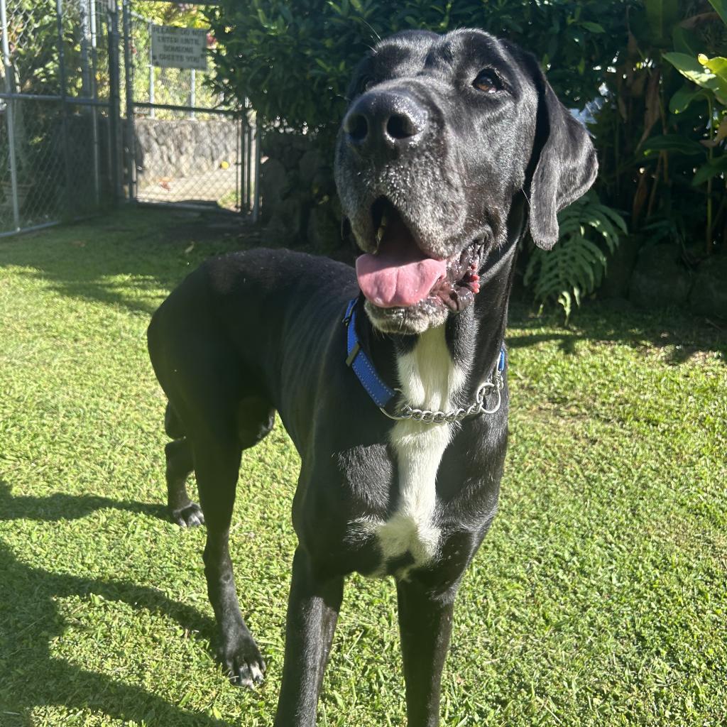 Chloe (COH-A-11075), an adoptable Great Dane in Keaau, HI, 96749 | Photo Image 1