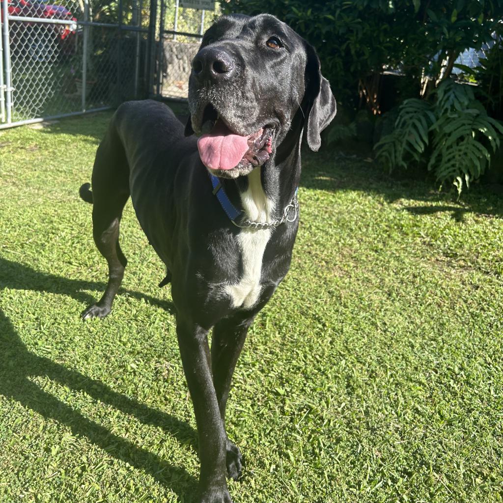 Chloe (COH-A-11075), an adoptable Great Dane in Keaau, HI, 96749 | Photo Image 2