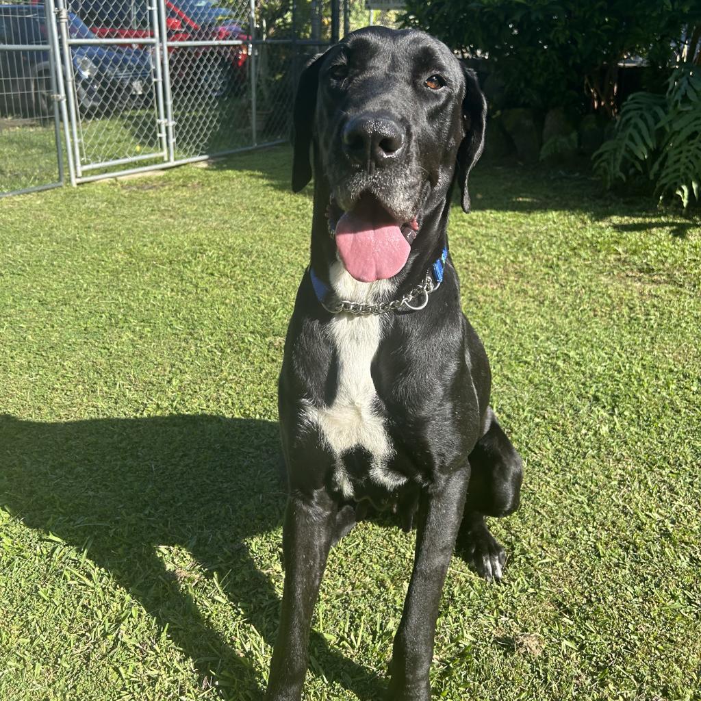 Chloe (COH-A-11075), an adoptable Great Dane in Keaau, HI, 96749 | Photo Image 3