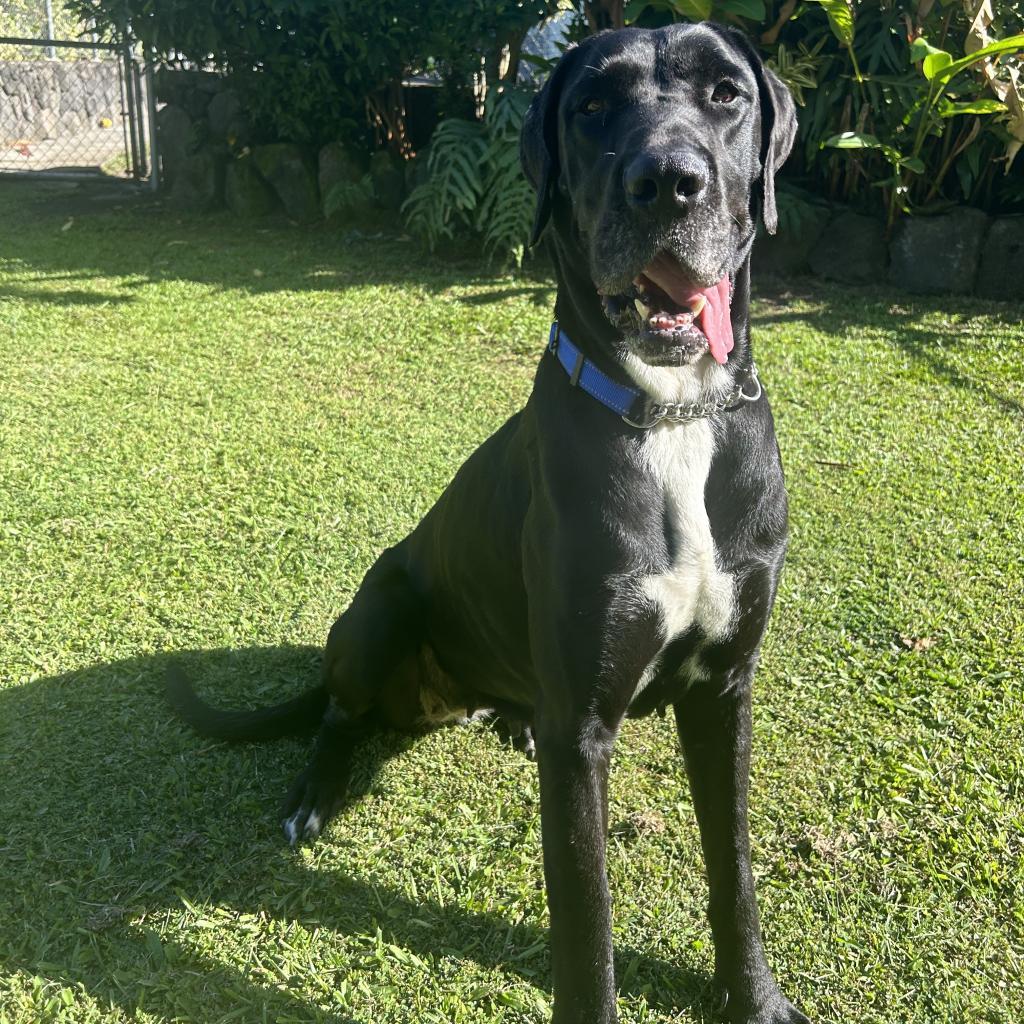 Chloe (COH-A-11075), an adoptable Great Dane in Keaau, HI, 96749 | Photo Image 4