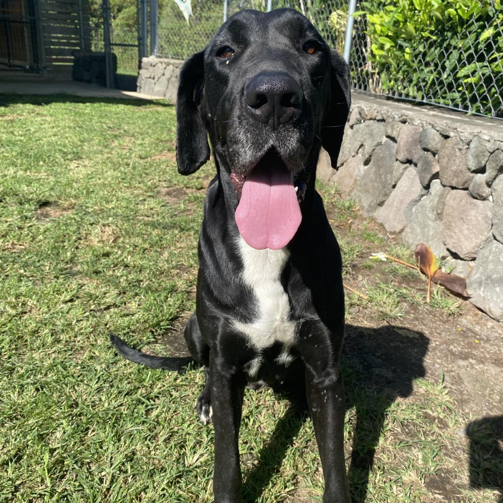 Chloe (COH-A-11075), an adoptable Great Dane in Keaau, HI, 96749 | Photo Image 5