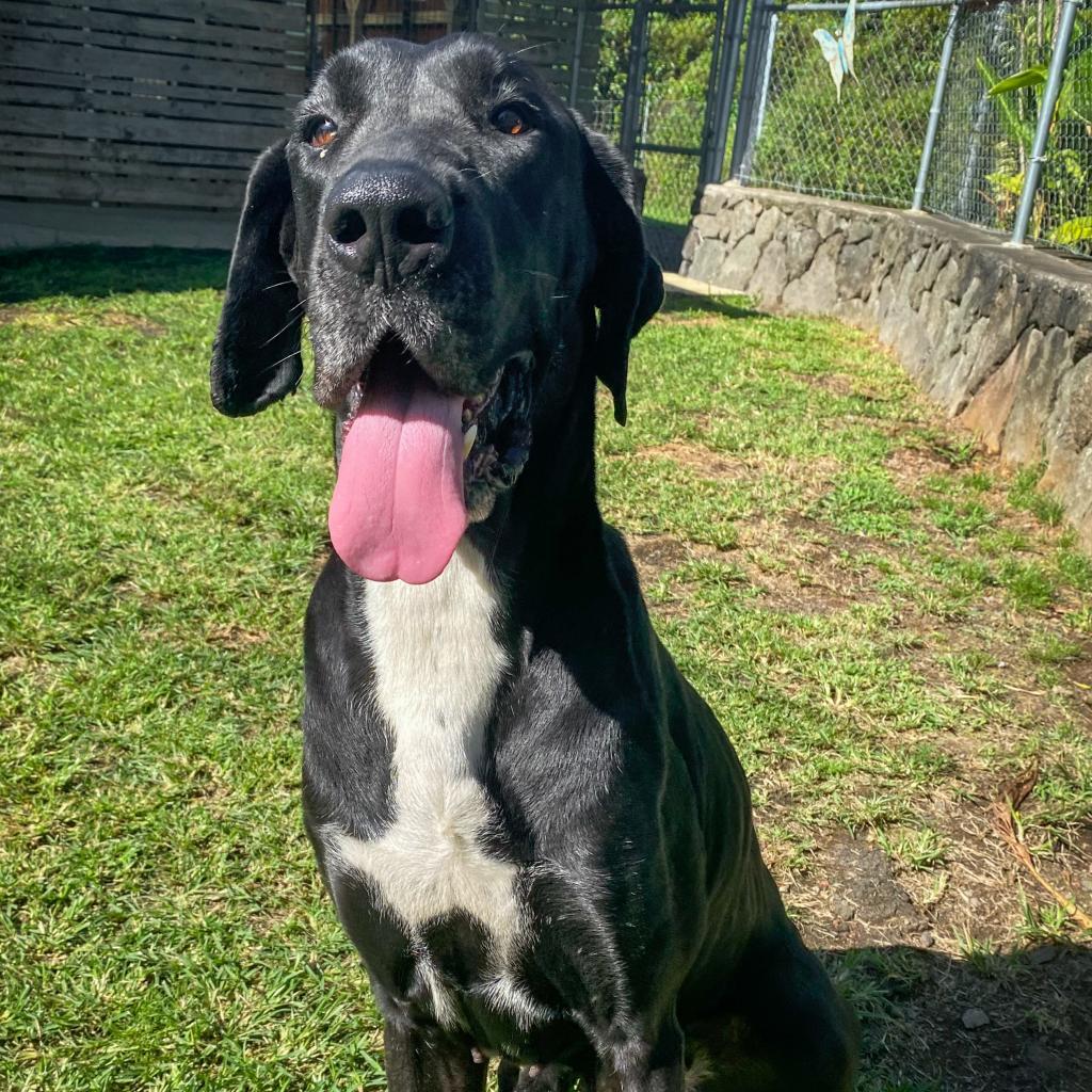 Chloe (COH-A-11075), an adoptable Great Dane in Keaau, HI, 96749 | Photo Image 6