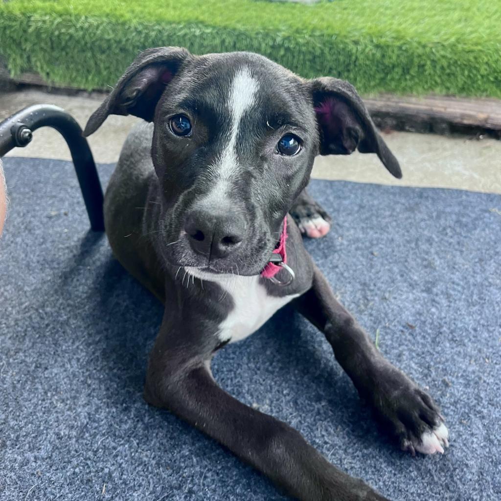 Laney: AIR-Stray-ai640, an adoptable Mixed Breed in Keaau, HI, 96749 | Photo Image 1