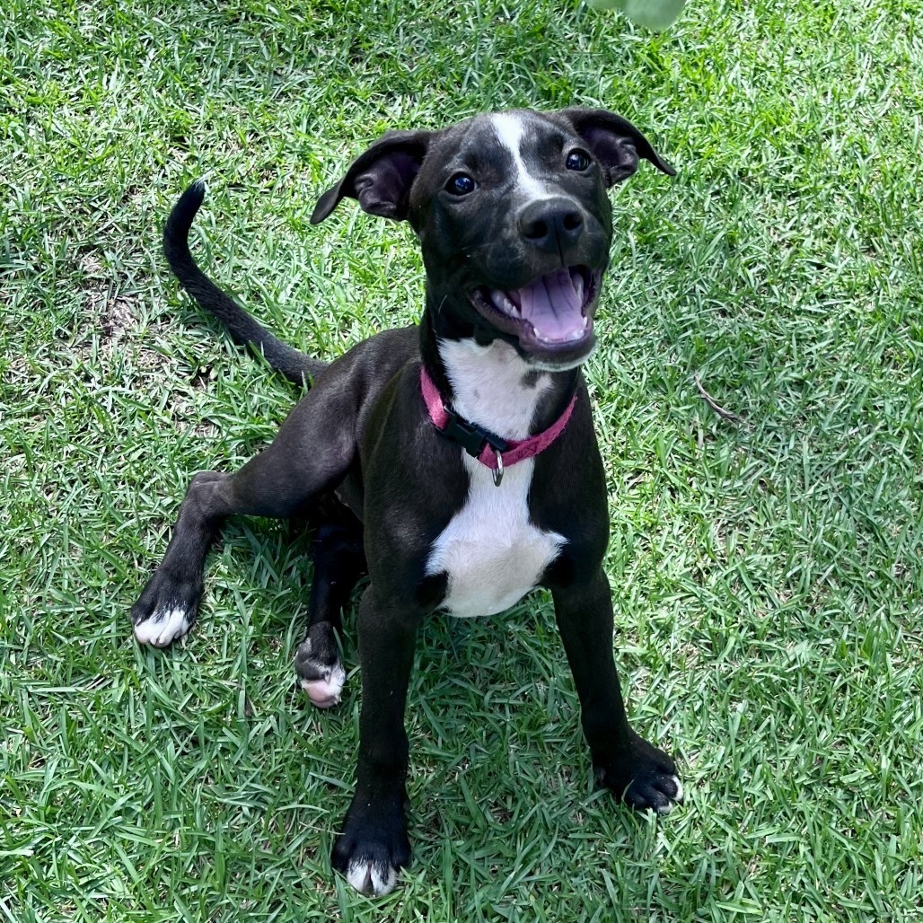 Laney: AIR-Stray-ai640, an adoptable Mixed Breed in Keaau, HI, 96749 | Photo Image 1
