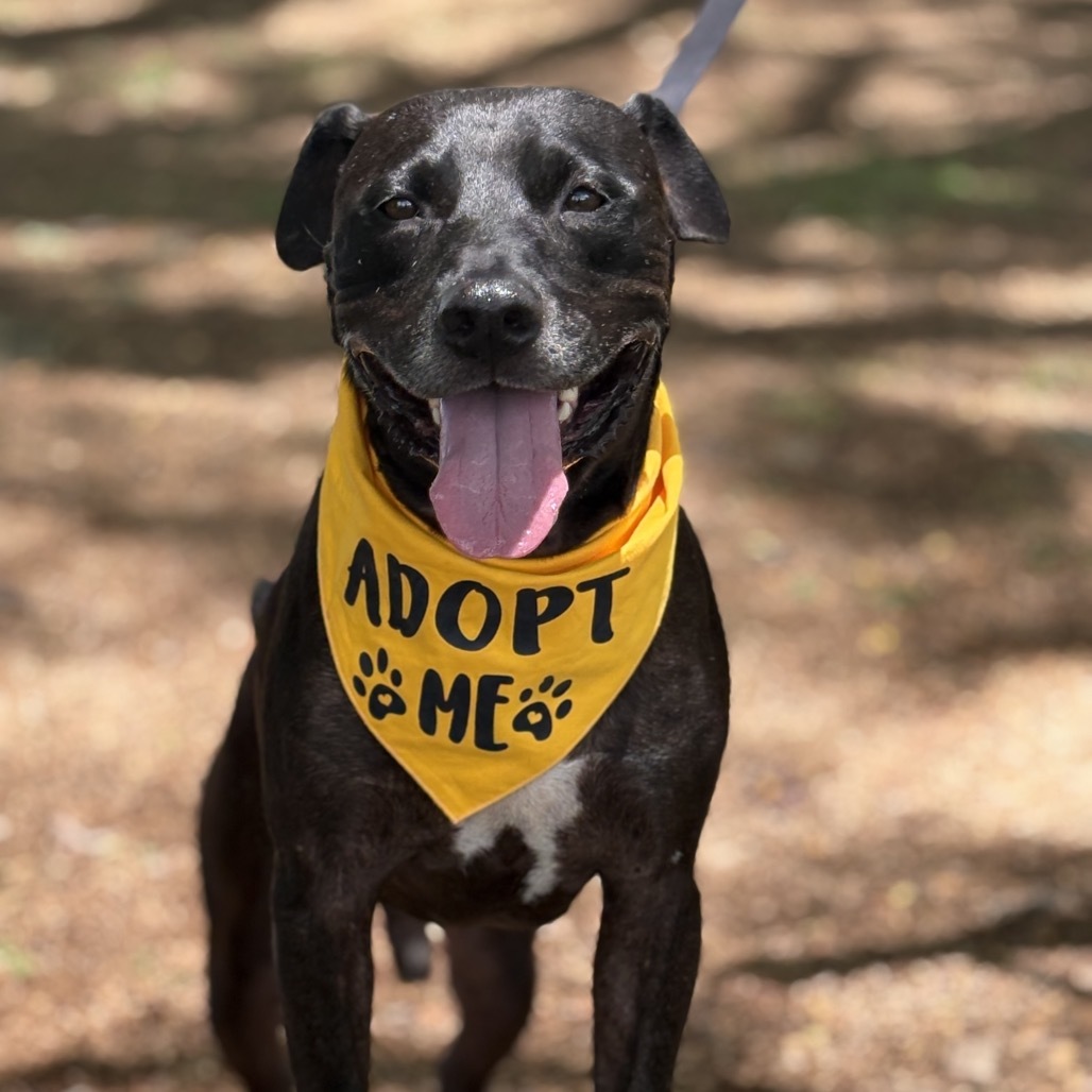 Laney, an adoptable Mixed Breed in Keaau, HI, 96749 | Photo Image 1