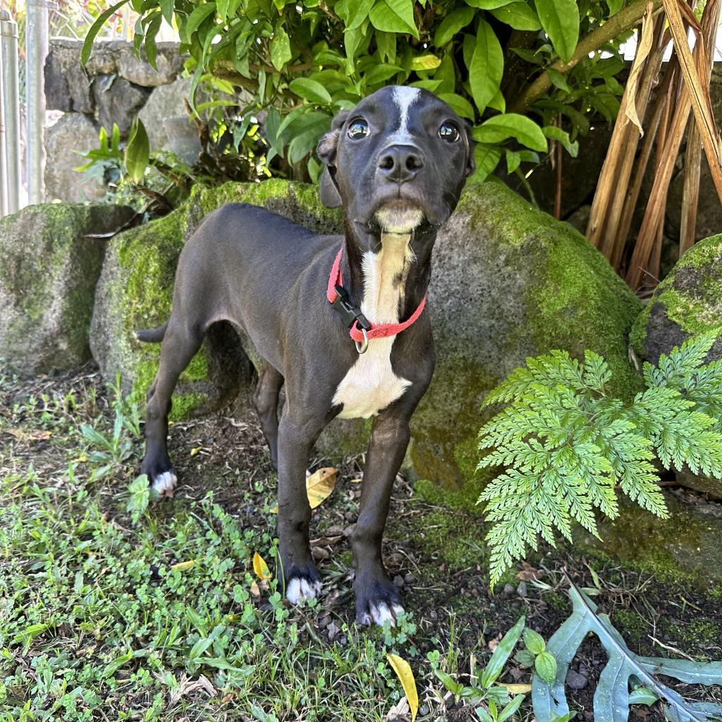 Laney: AIR-Stray-ai640, an adoptable Mixed Breed in Keaau, HI, 96749 | Photo Image 2