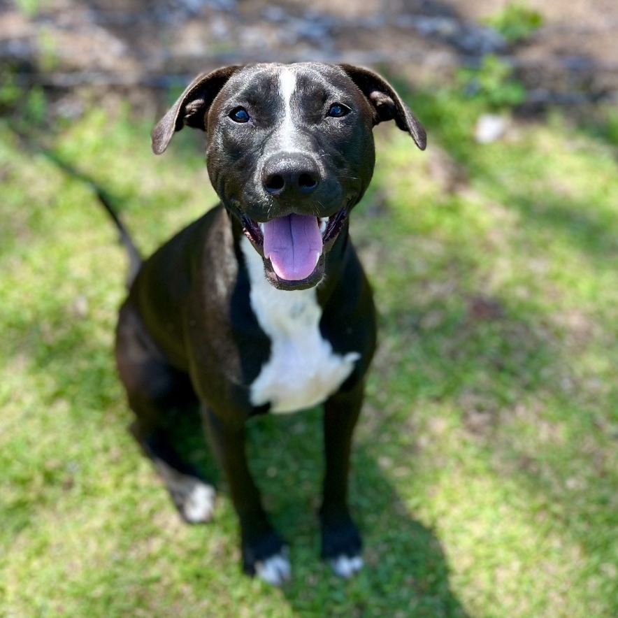Laney, an adoptable Mixed Breed in Keaau, HI, 96749 | Photo Image 4