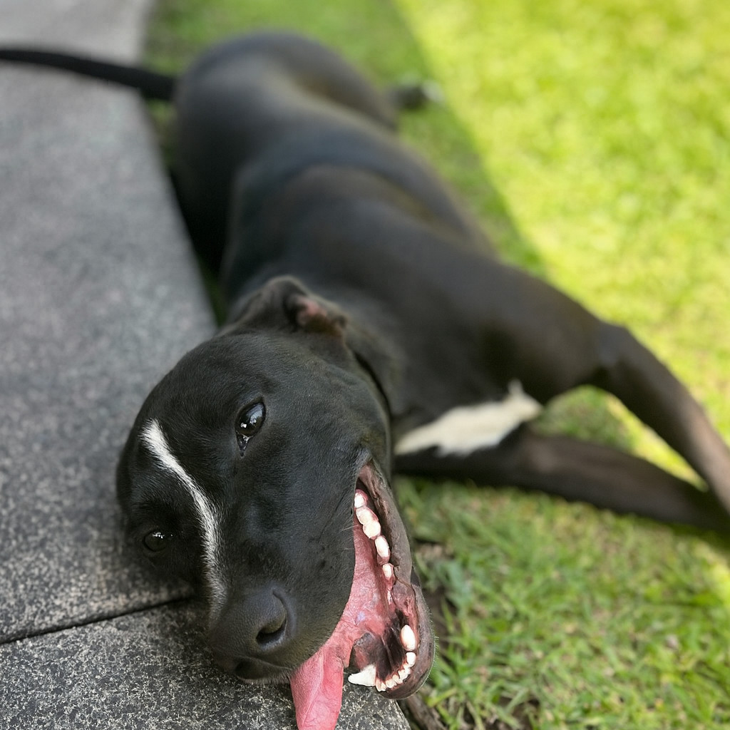 Laney, an adoptable Mixed Breed in Keaau, HI, 96749 | Photo Image 6
