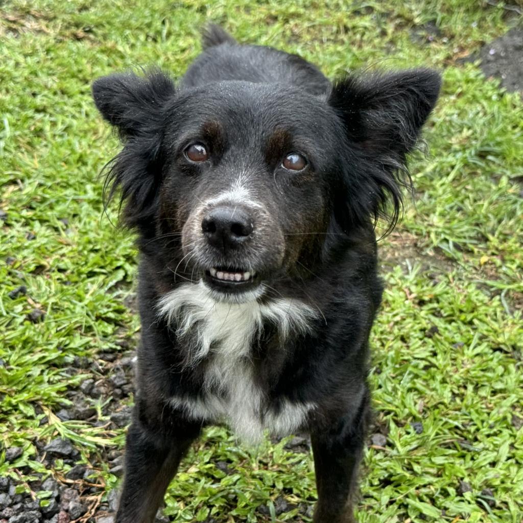 Pasta (COH-A-10354), an adoptable Mixed Breed in Keaau, HI, 96749 | Photo Image 2