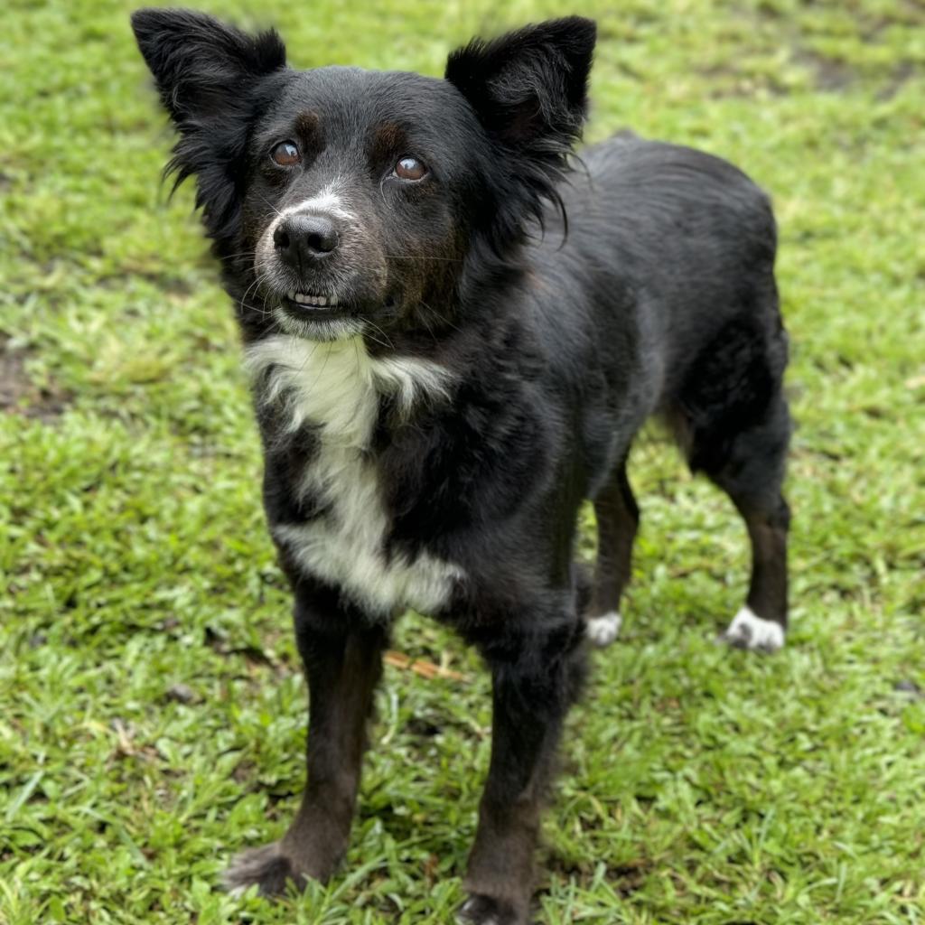 Pasta (COH-A-10354), an adoptable Mixed Breed in Keaau, HI, 96749 | Photo Image 3