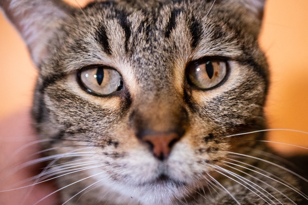 Tigger, an adoptable Domestic Short Hair in Fulton, TX, 78358 | Photo Image 1