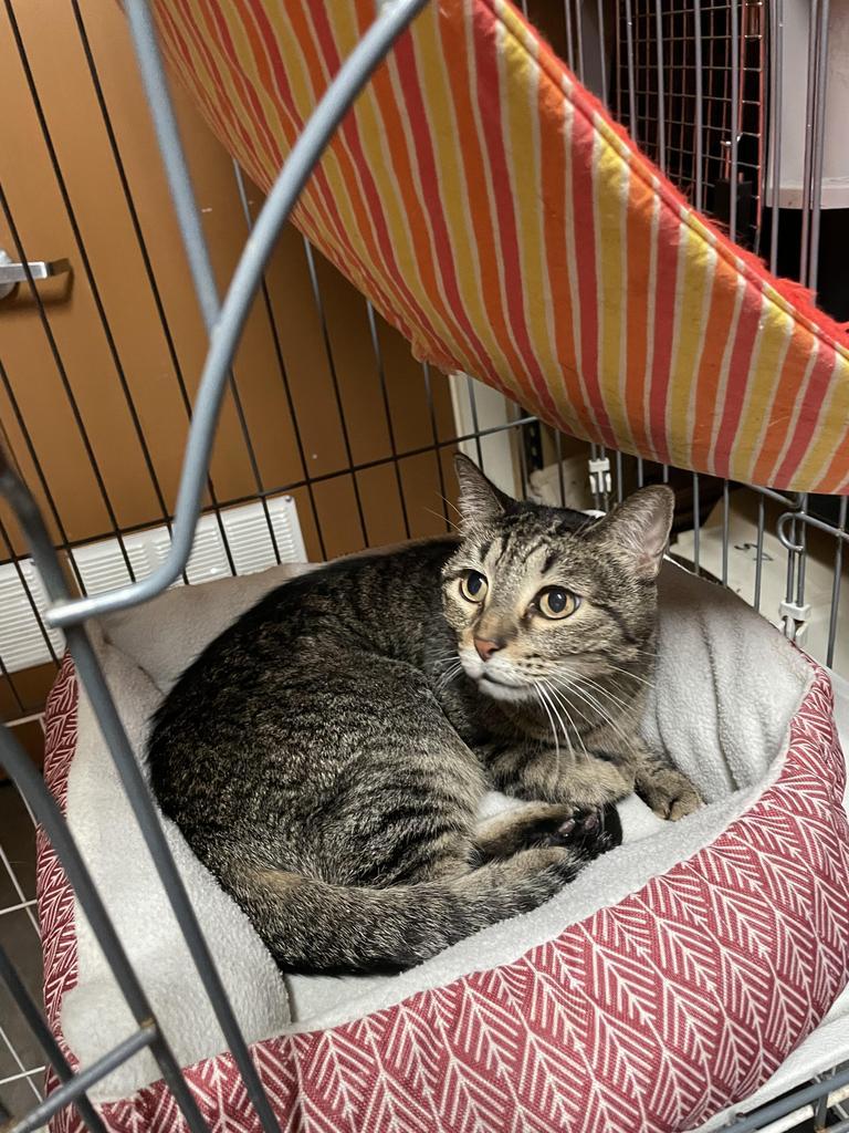 Tigger, an adoptable Domestic Short Hair in Fulton, TX, 78358 | Photo Image 2