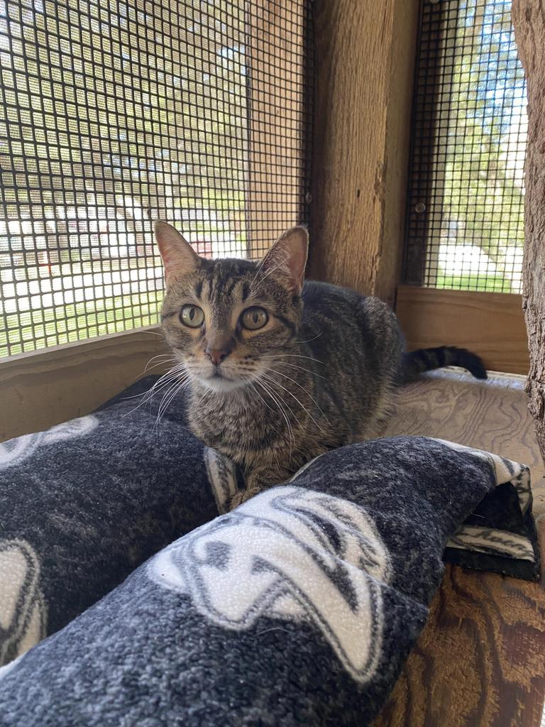 Tigger, an adoptable Domestic Short Hair in Fulton, TX, 78358 | Photo Image 3