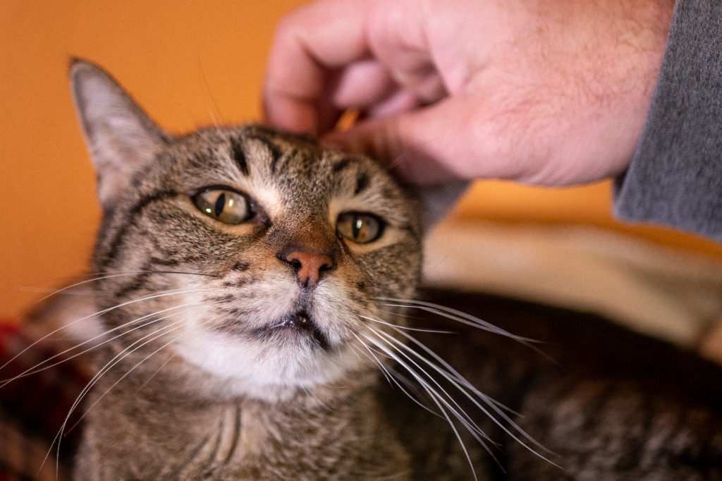Tigger, an adoptable Domestic Short Hair in Fulton, TX, 78358 | Photo Image 4