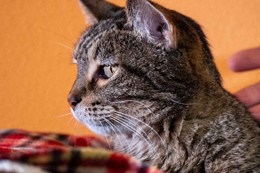 Tigger, an adoptable Domestic Short Hair in Fulton, TX, 78358 | Photo Image 5