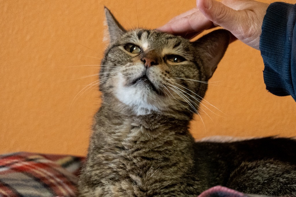 Tigger, an adoptable Domestic Short Hair in Fulton, TX, 78358 | Photo Image 6