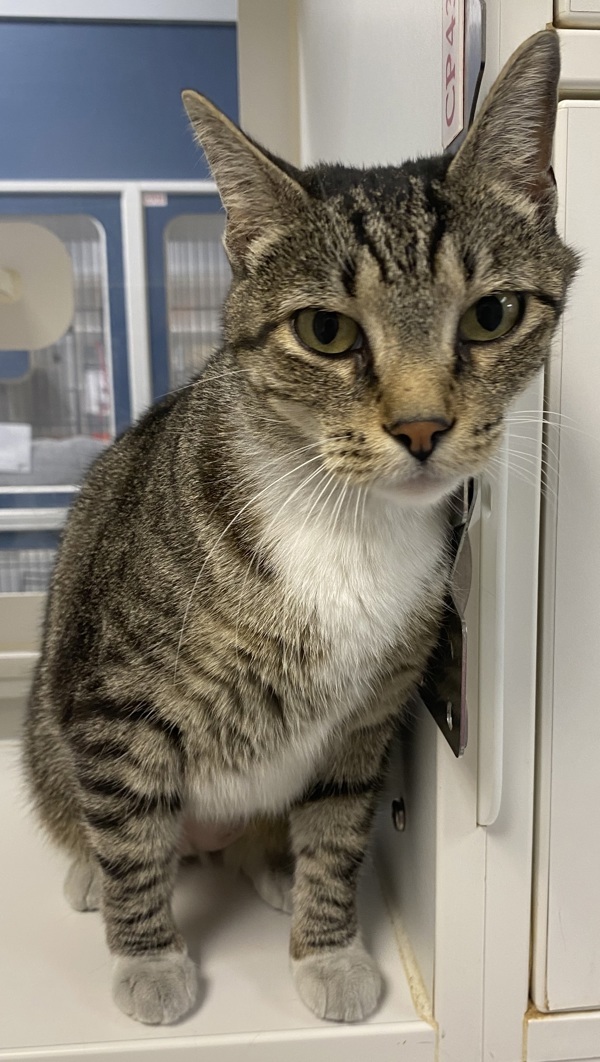 Cat for adoption Elm, a Domestic Short Hair Mix in Topeka, KS Petfinder