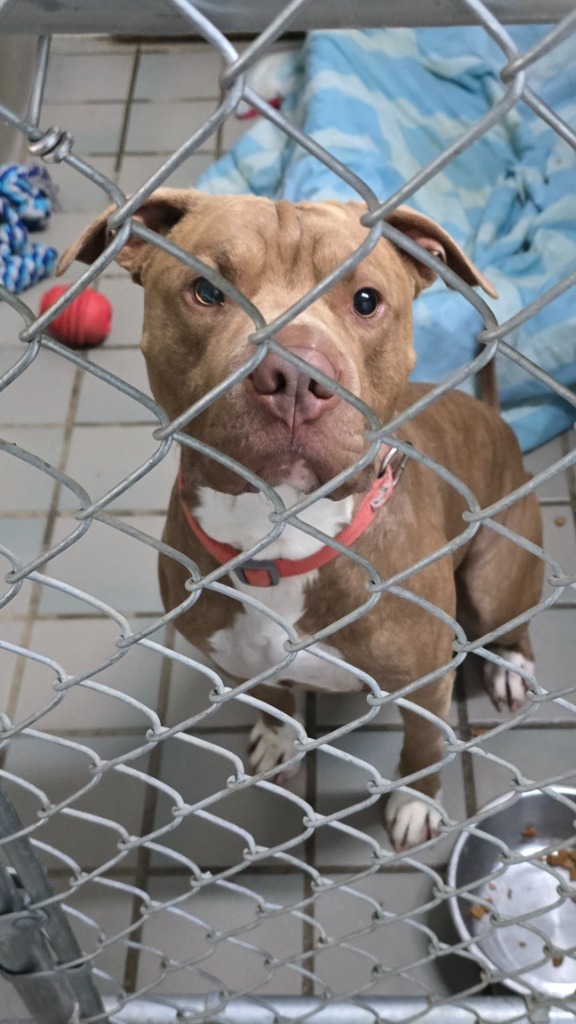 Apollo, an adoptable Pit Bull Terrier in Virginia, MN, 55792 | Photo Image 1