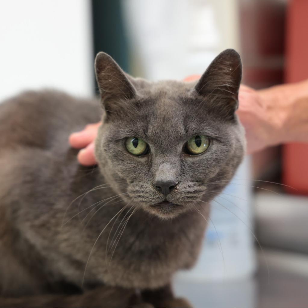 Lucera, an adoptable Domestic Short Hair in Santa Barbara, CA, 93111 | Photo Image 1