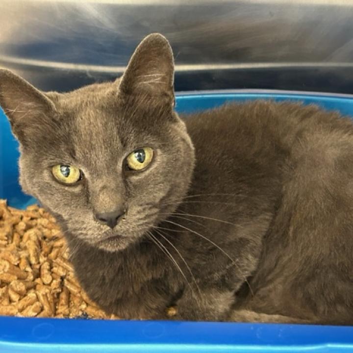 Lucera, an adoptable Domestic Short Hair in Santa Barbara, CA, 93111 | Photo Image 2