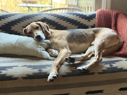 Braeden