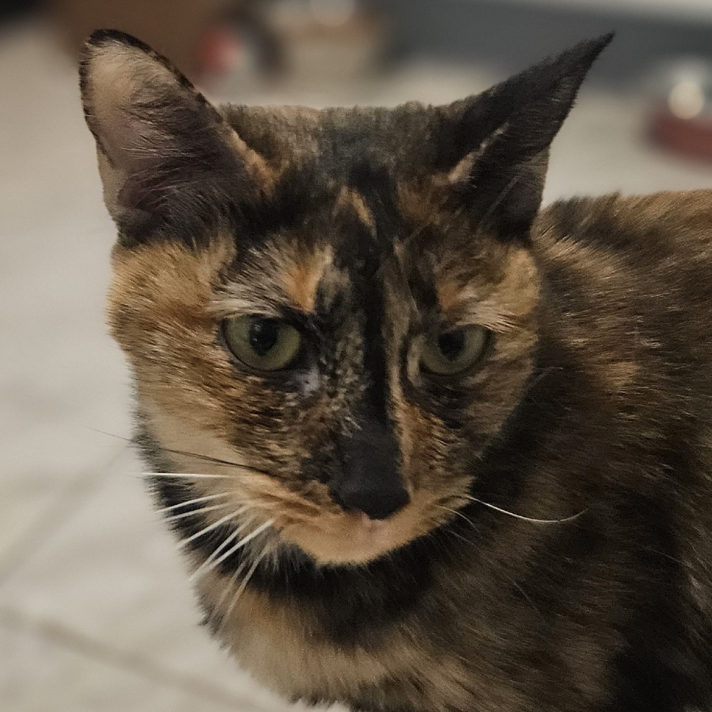 Tortuga, an adoptable Domestic Short Hair in Brighton, MO, 65617 | Photo Image 1