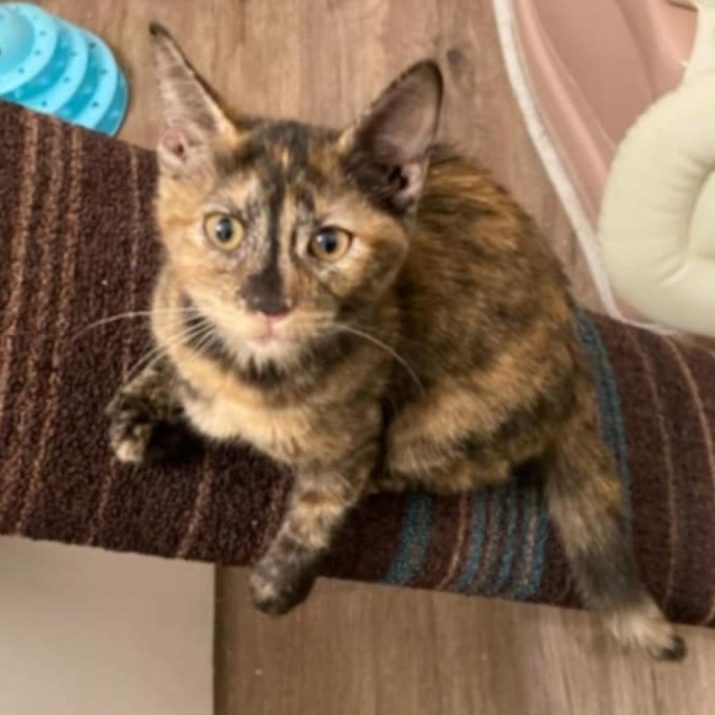 Tortuga, an adoptable Domestic Short Hair in Brighton, MO, 65617 | Photo Image 2