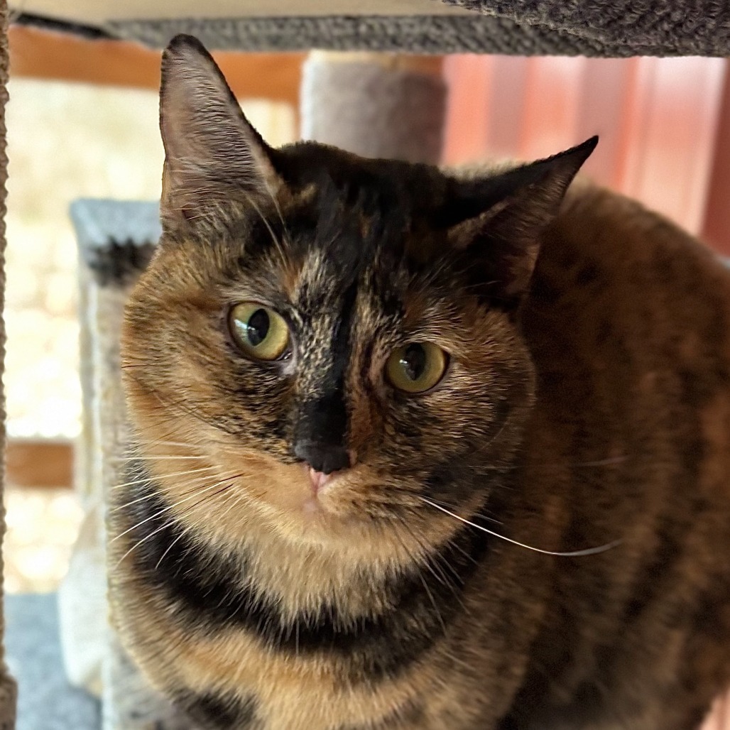 Tortuga, an adoptable Domestic Short Hair in Brighton, MO, 65617 | Photo Image 2