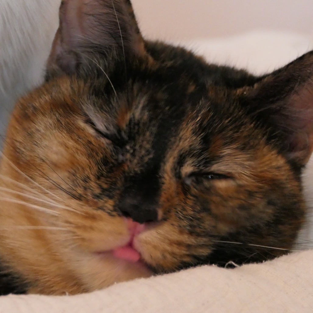 Tortuga, an adoptable Domestic Short Hair in Brighton, MO, 65617 | Photo Image 3