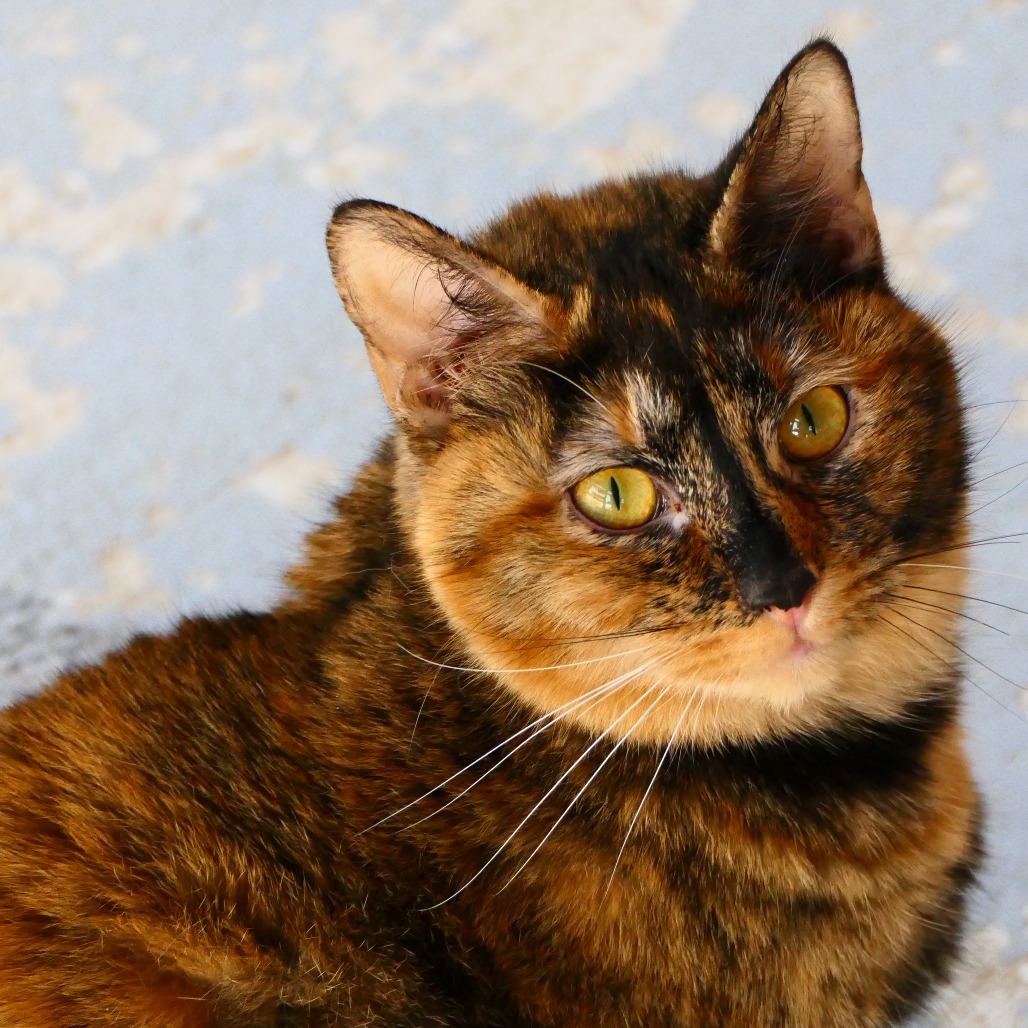 Tortuga, an adoptable Domestic Short Hair in Brighton, MO, 65617 | Photo Image 3