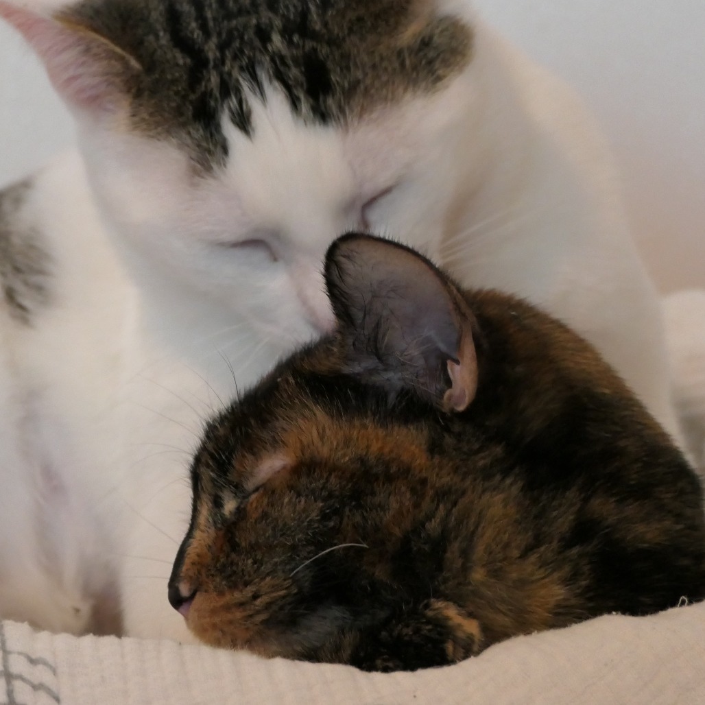 Tortuga, an adoptable Domestic Short Hair in Brighton, MO, 65617 | Photo Image 5