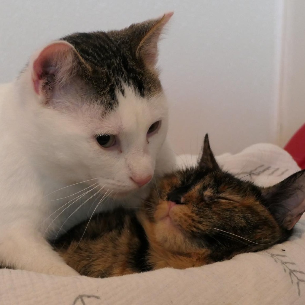 Tortuga, an adoptable Domestic Short Hair in Brighton, MO, 65617 | Photo Image 6