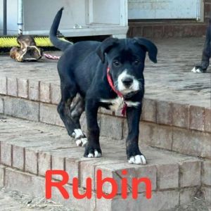 Rubin