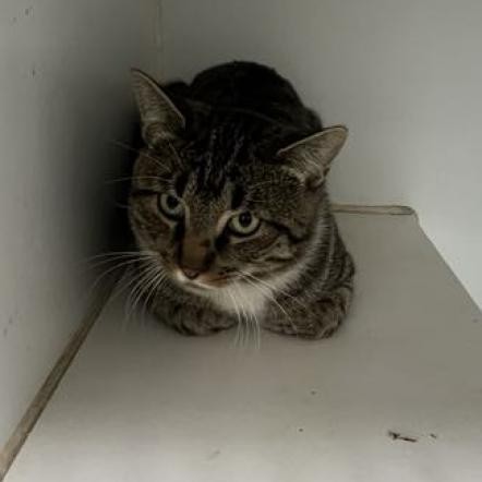 Fester, an adoptable Domestic Short Hair in Garden City, KS, 67846 | Photo Image 1