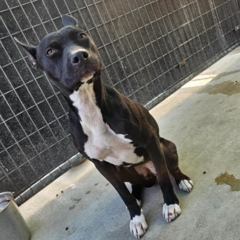 Karma, an adoptable Pit Bull Terrier in Garden City, KS, 67846 | Photo Image 1