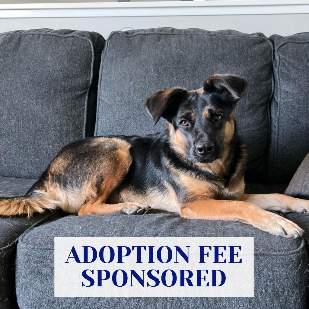 Stella Jane, an adoptable German Shepherd Dog in Savage, MN, 55378 | Photo Image 1