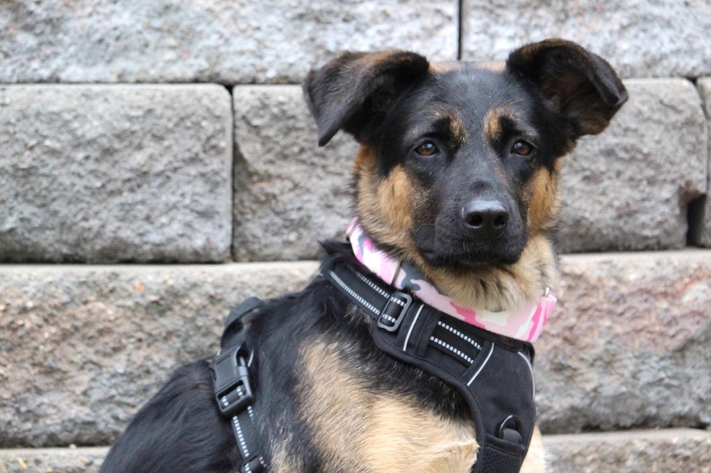 Stella Jane, an adoptable German Shepherd Dog in Savage, MN, 55378 | Photo Image 2