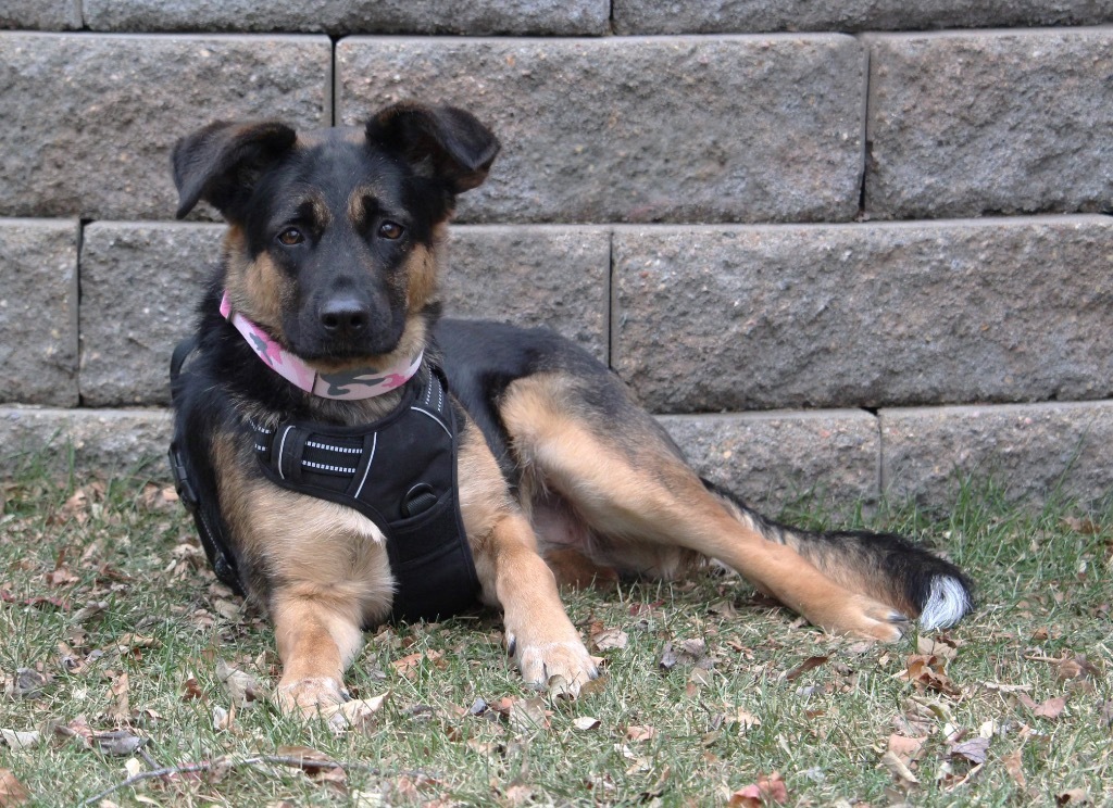Stella Jane, an adoptable German Shepherd Dog in Savage, MN, 55378 | Photo Image 3