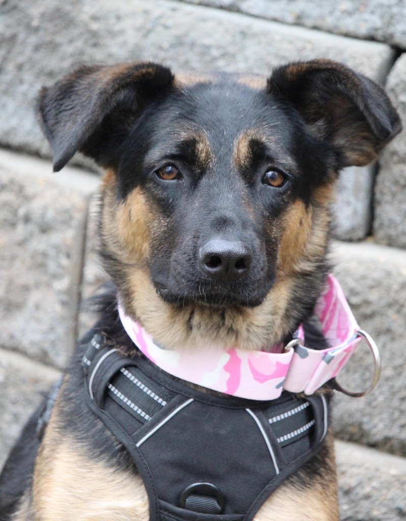 Stella Jane, an adoptable German Shepherd Dog in Savage, MN, 55378 | Photo Image 4