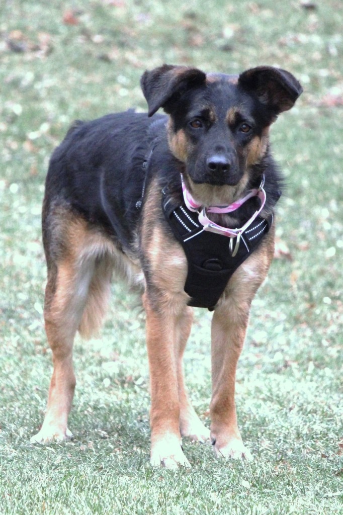 Stella Jane, an adoptable German Shepherd Dog in Savage, MN, 55378 | Photo Image 4