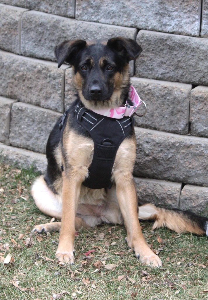 Stella Jane, an adoptable German Shepherd Dog in Savage, MN, 55378 | Photo Image 6